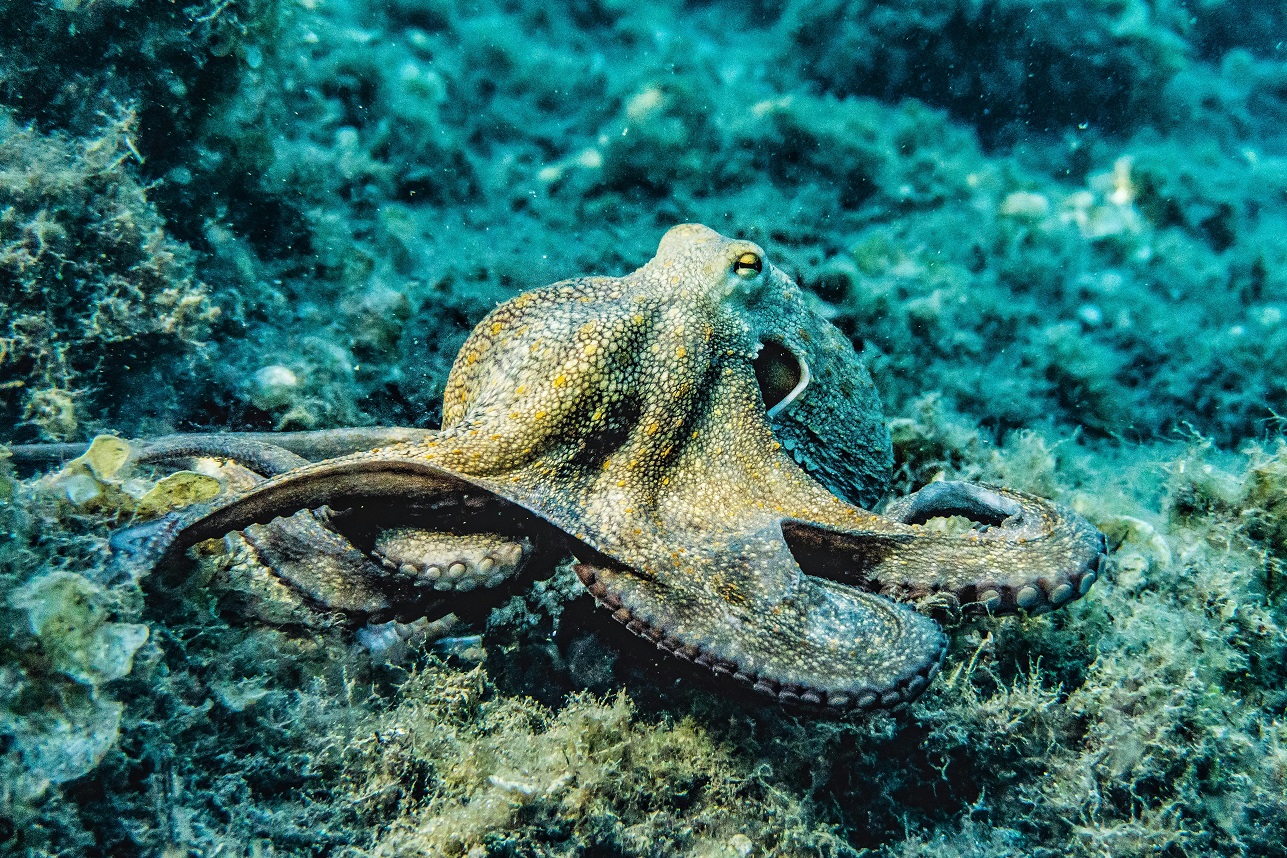 Octopus Arm Flexibility Could Inspire Next-Generation Soft Robots ...