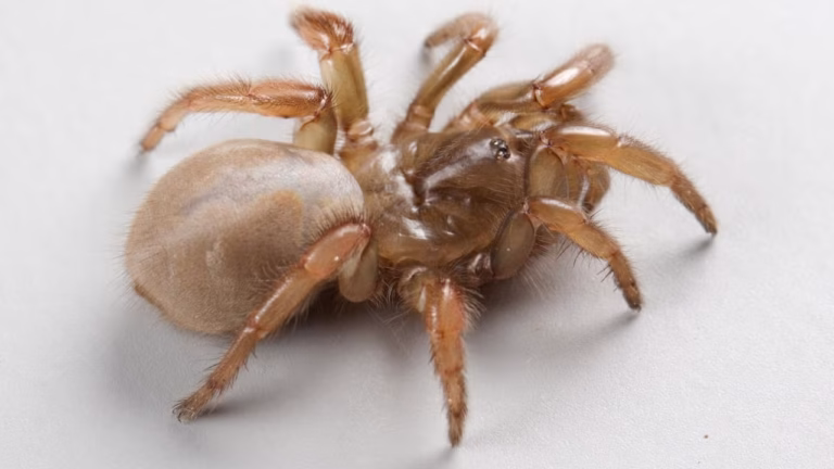 new species spider california