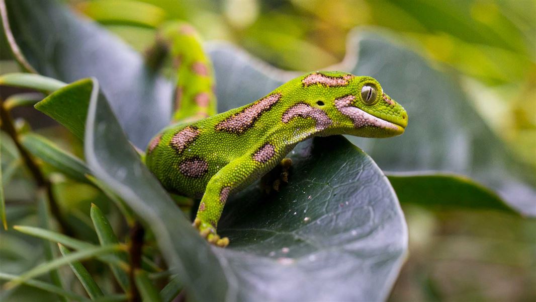 Smuggler Caught to Sneak Out New Zealand’s Rarest Geckos - Lingkar Bumi