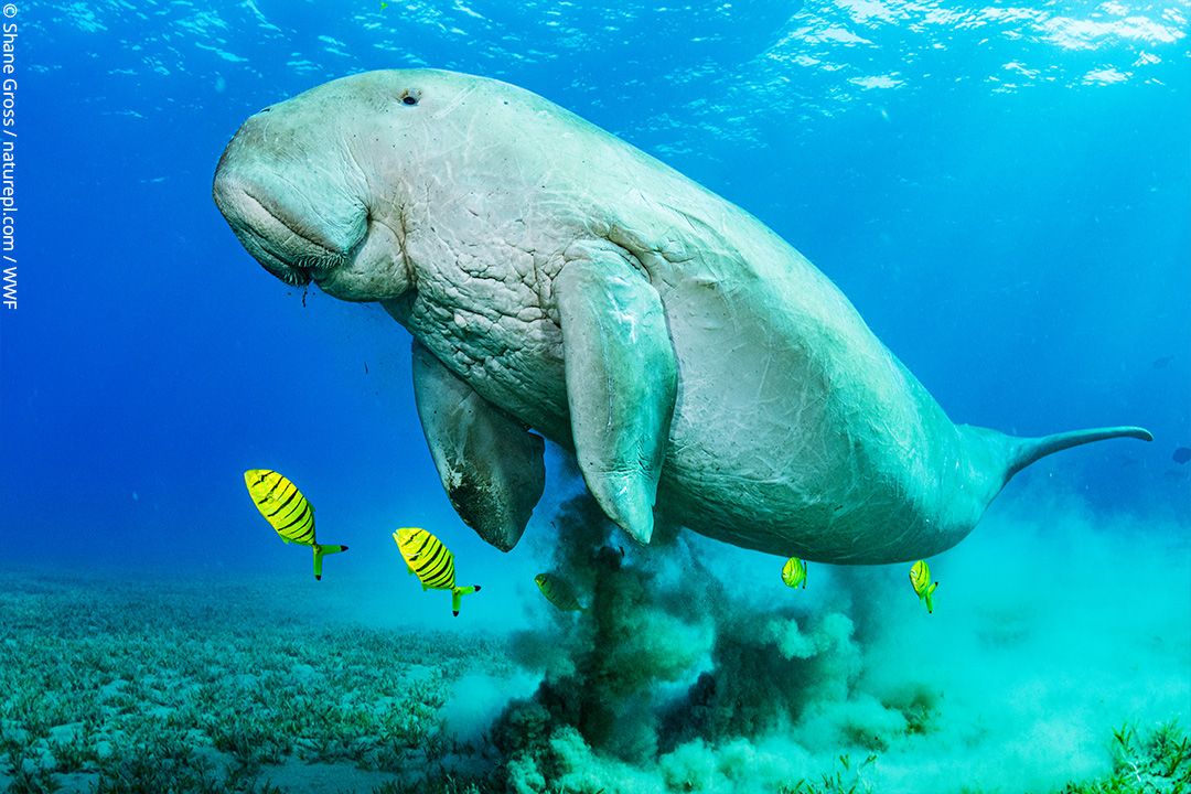 Dugongs Found in Numbers Rarely Seen Anywhere Else - Lingkar Bumi